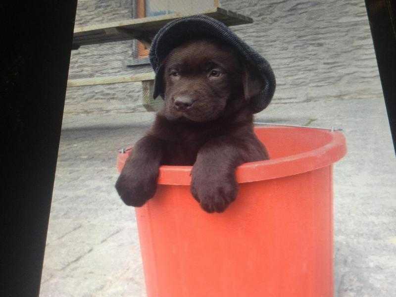 Chocolate Labrador puppies for sale