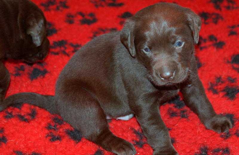 Chocolate Labrador Puppies from HEALTH TESTED PARENTS