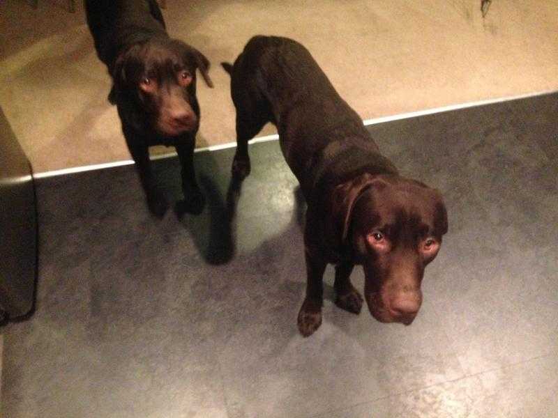 Chocolate Labradors -15 months old - Male