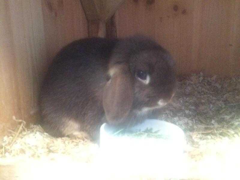 Chocolate Otter mini lop doe