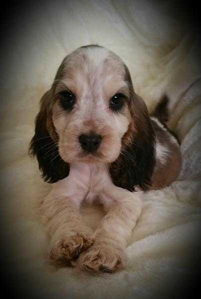 Chocolate sable show Cocker spaniel for sale.