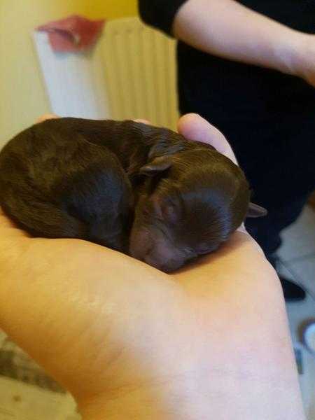 Chocolate Yorkiepoo puppies  (Yorkshire terrier x poodle)