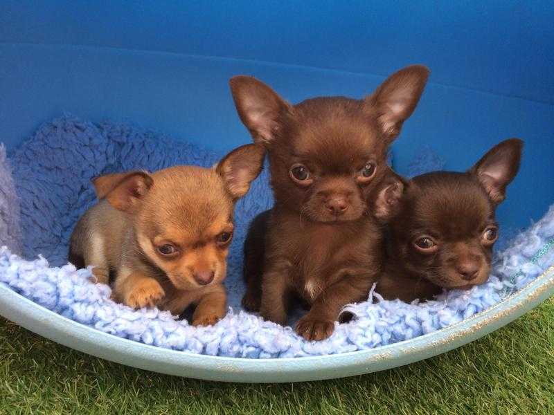 CHOCOLTE CHIHUAHUA PUPPIES KC REGISTERED www.wow dogs.co.uk