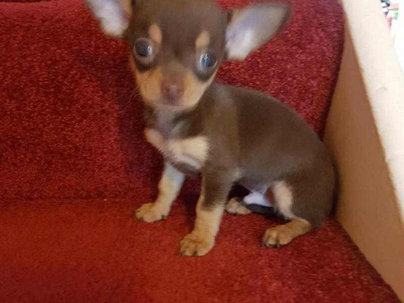 CHOCTAN SMOOTHCOAT CHIHUAHUA BOY PUPPIESFULLY VACCINATED READY NOW.