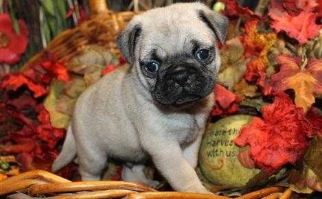 Chomoolomo Beautiful Fawn And Black Pug Puppies For Sale