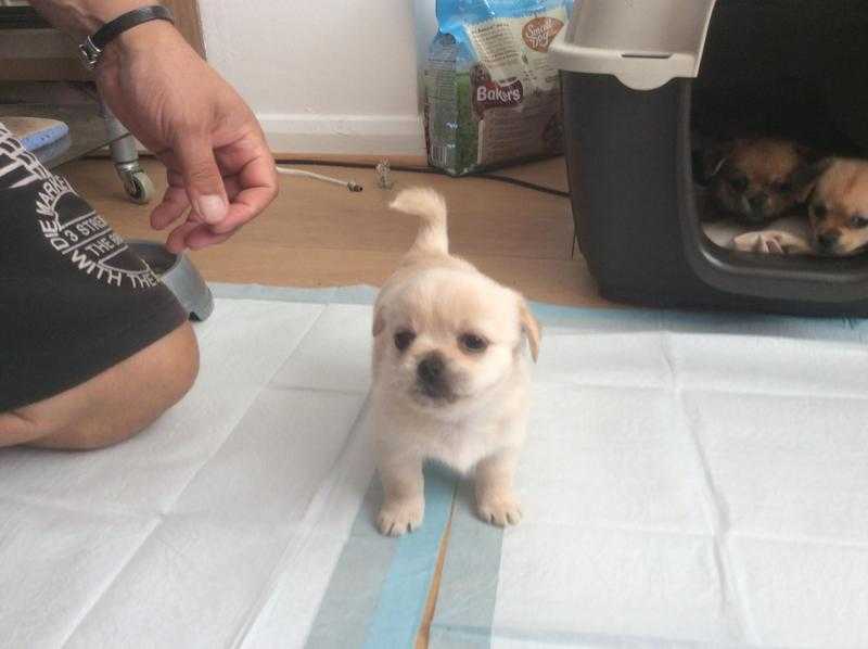 Chorkie cross imperial pekingese