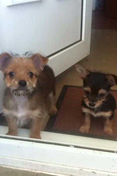 Chorkie pups