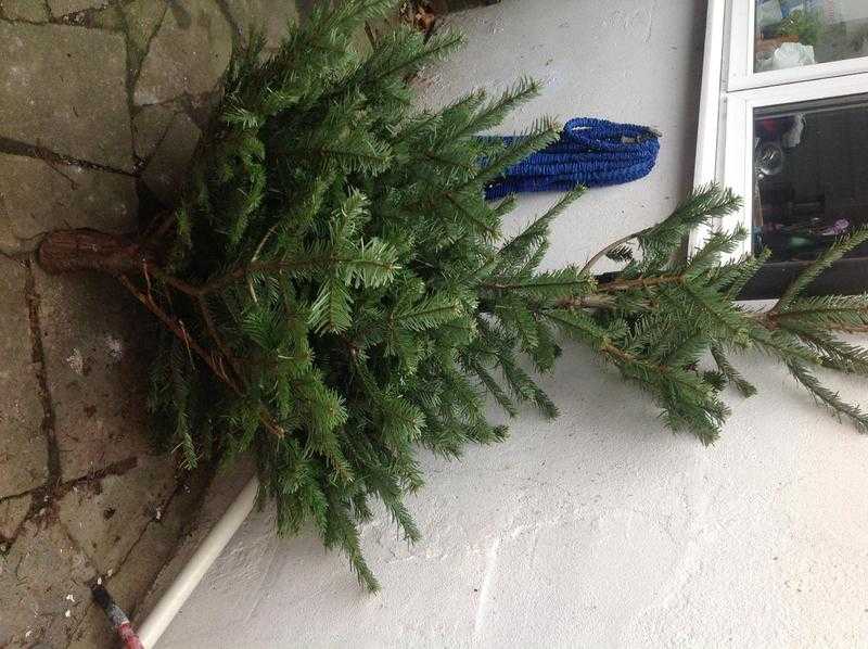 Christmas tree Norwegian spruce
