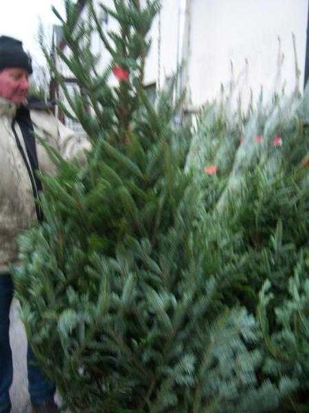 CHRISTMAS TREES FOR SALE BUY REAL CHRISTMAS TREES BELFAST NORTHERN IRELAND  CHRISTMAS STANDS N.I