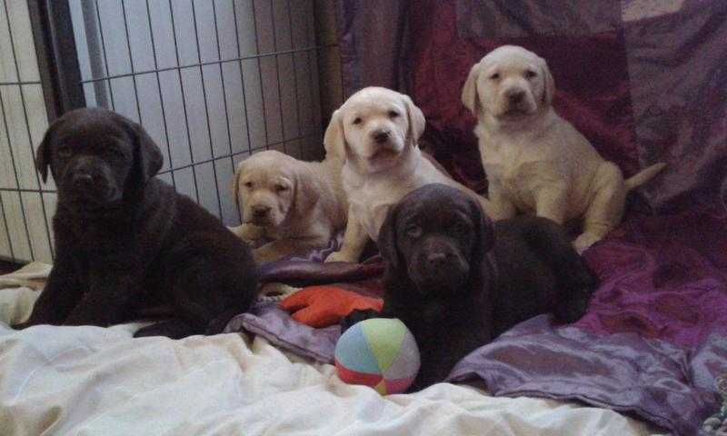 Chunky Chocolate and Yellow Labrador puppies