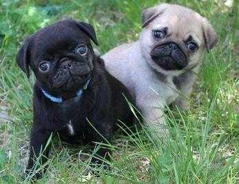 Chunky Pug puppies