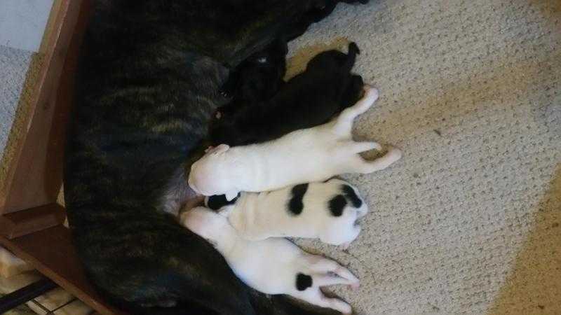 Chunky Staffie pups