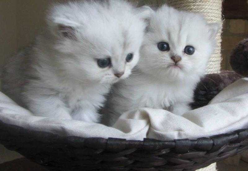 Classic Chinchilla  Creamwhite Persian kittens