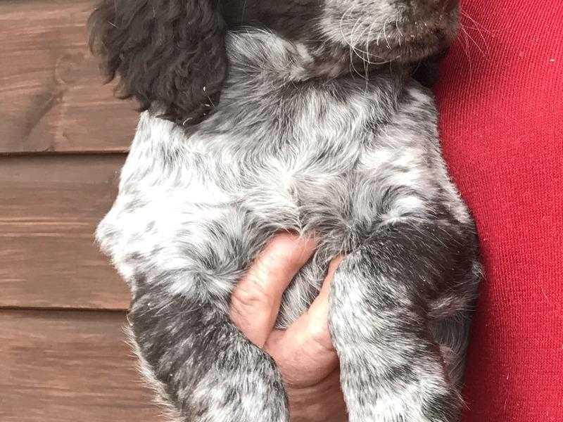 Classy cocker spaniel puppies