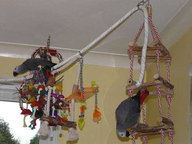 Closed ring African grey pair