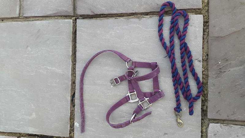 Cob Head Collar and Leadrope