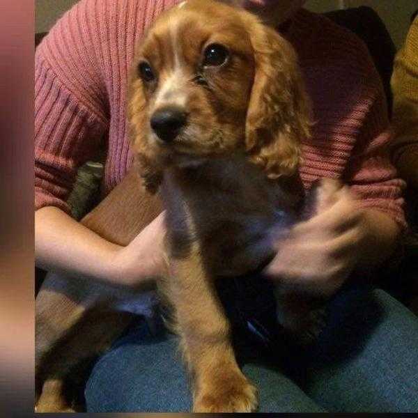 Cockalier puppy for sale- 13 weeks old