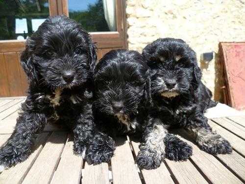 Cockapoo F1 Black amp Tan or black Pups Prizewinning Lines