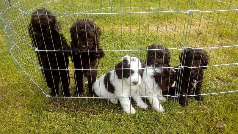 Cockapoo F1b Minature pups