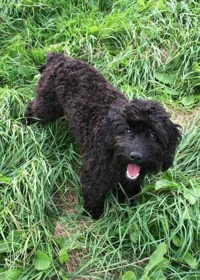 Cockapoo Female Pup For Sale