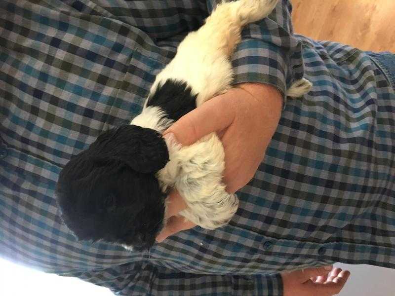 Cockapoo puppie