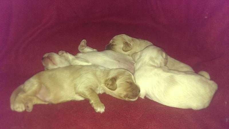 Cockapoo puppies