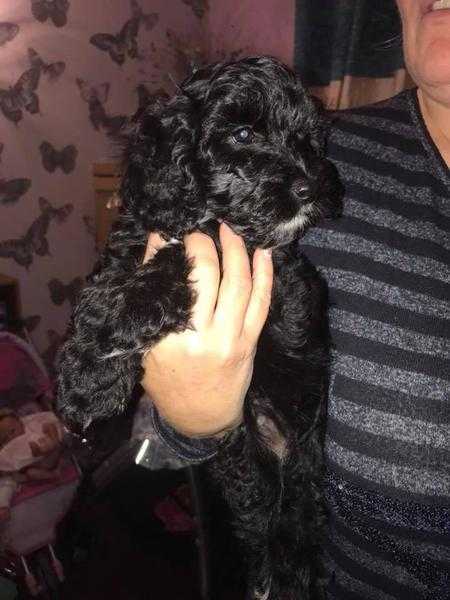 Cockapoo puppies