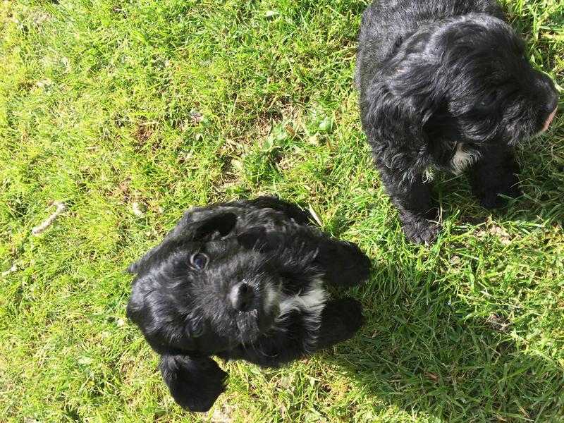 Cockapoo puppies