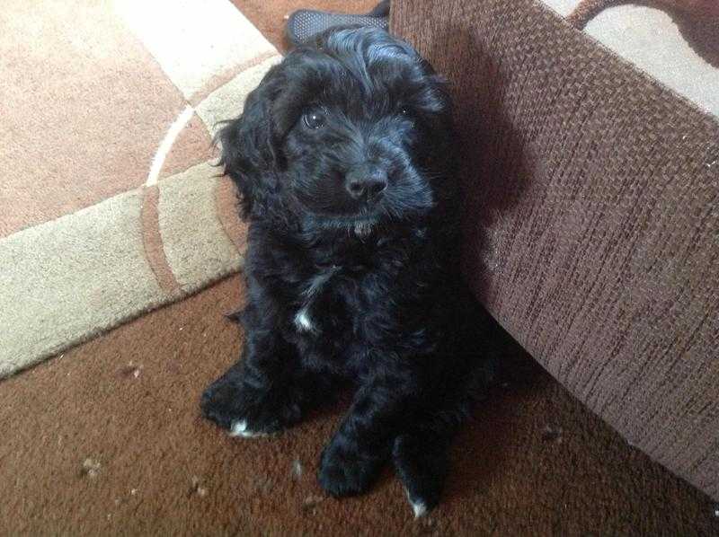 Cockapoo  puppies