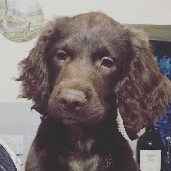 Cockapoo puppy