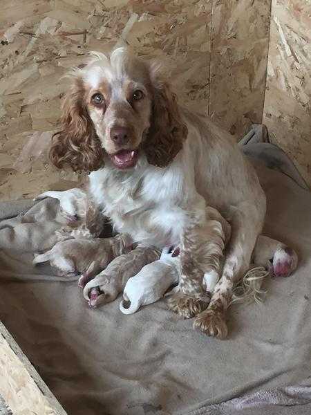 Cockapoo puppys