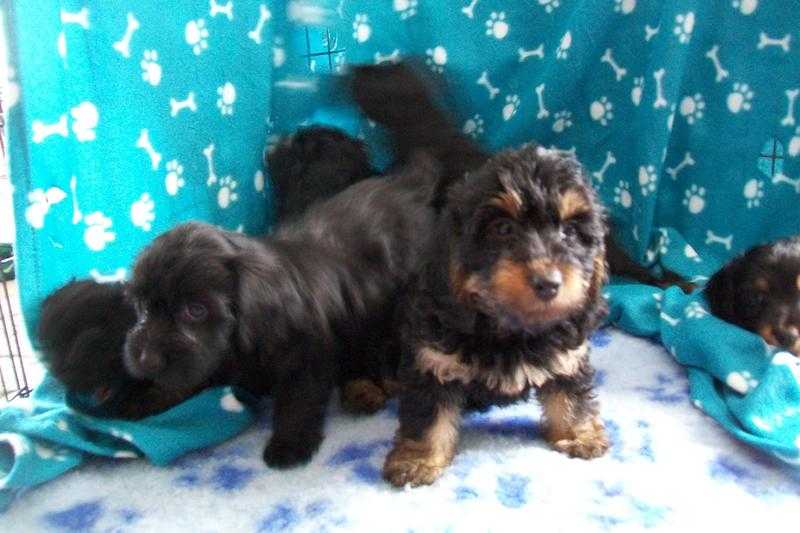 Cockapoo x Yorkie Puppies