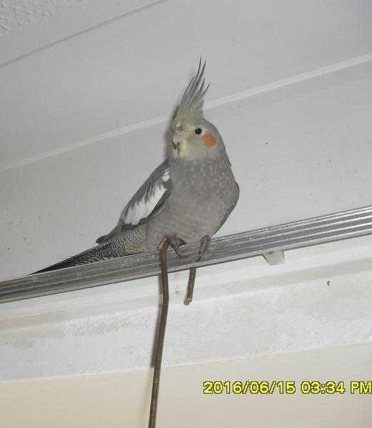 COCKATIEL CHICKS