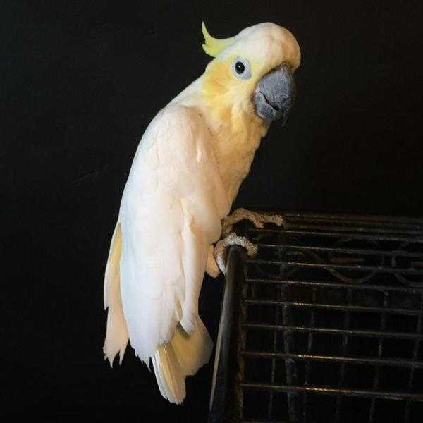 Cockatoo For Sale Birds in Neath