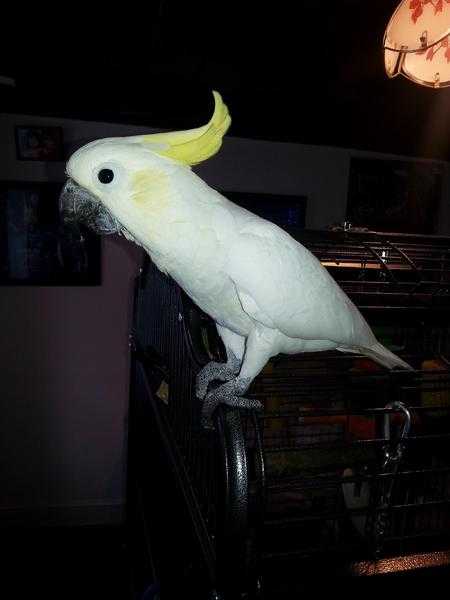 Cockatoo for sale with large cage etc.