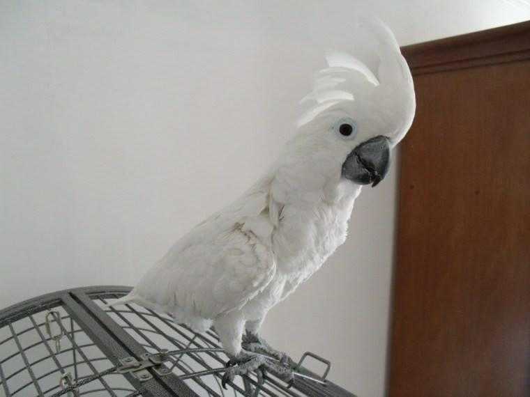 Cockatoo parrot in need of good homes