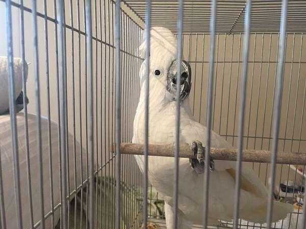 Cockatoo To Be Rehomed