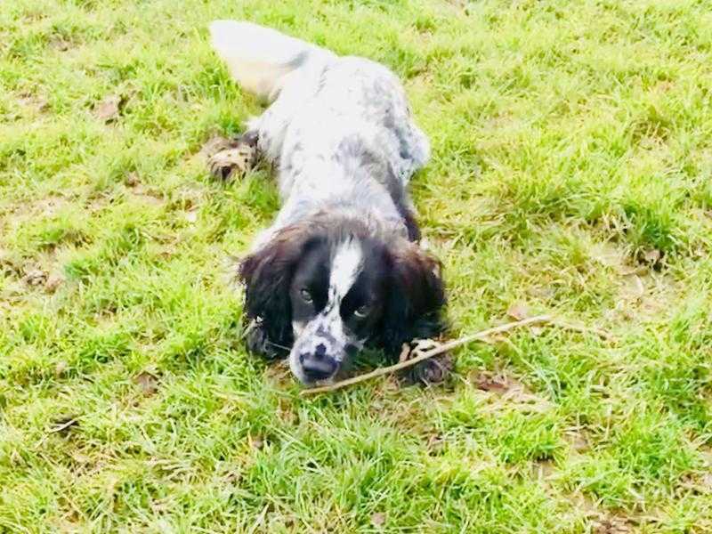 Cocker Spaniel male