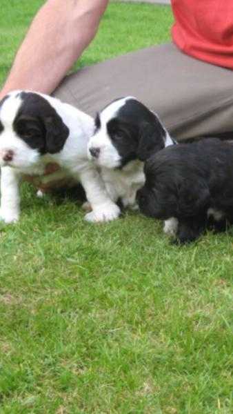 Cocker spaniel puppies