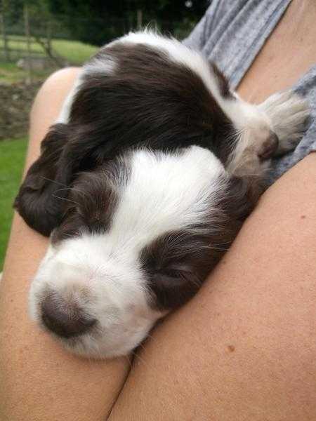 Cocker spaniel puppies