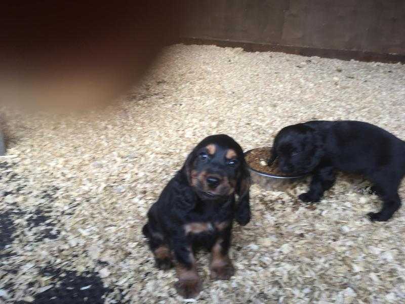 Cocker Spaniel puppies