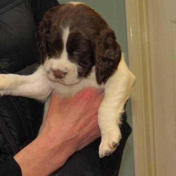 Cocker spaniel puppies