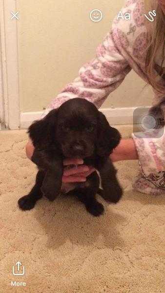 Cocker spaniel puppies