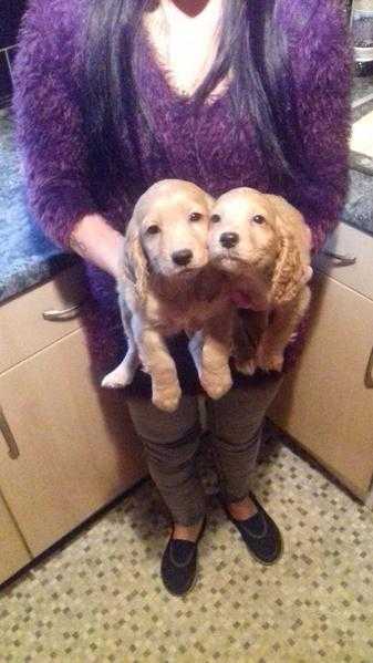 Cocker Spaniel Puppies