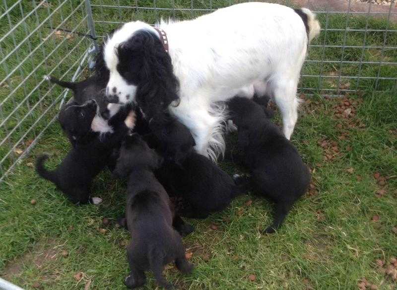 Cocker spaniel puppies