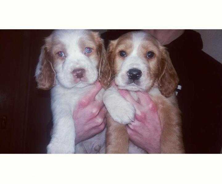 Cocker Spaniel puppies