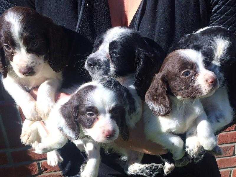 Cocker Spaniel Puppies