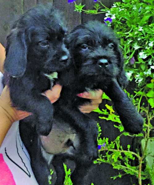 COCKER SPANIEL PUPPIES