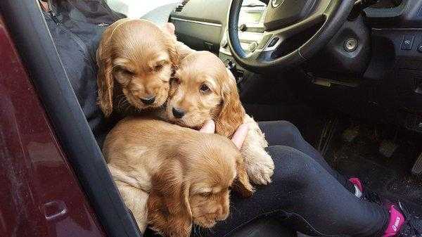 Cocker Spaniel puppies