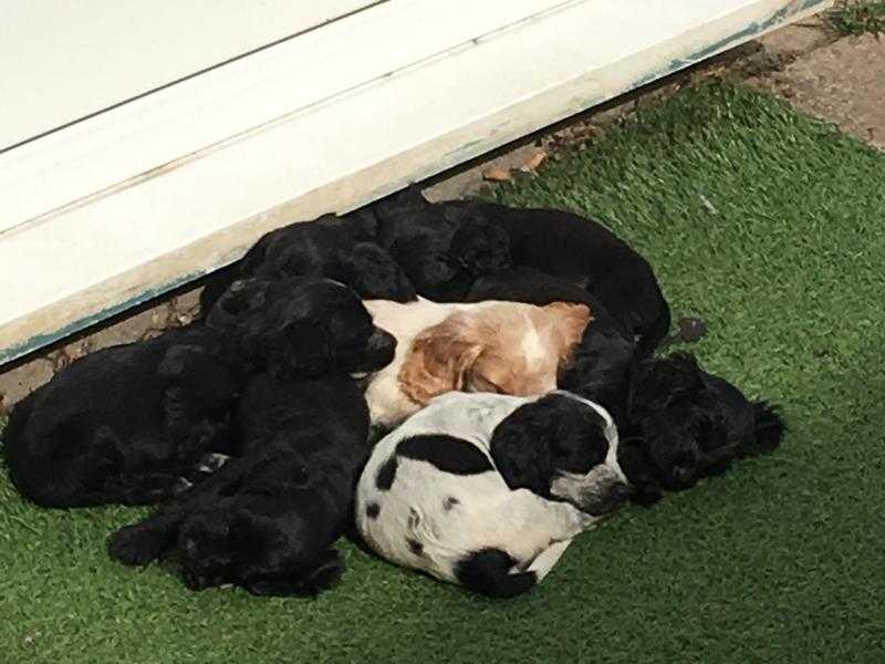 Cocker spaniel puppies